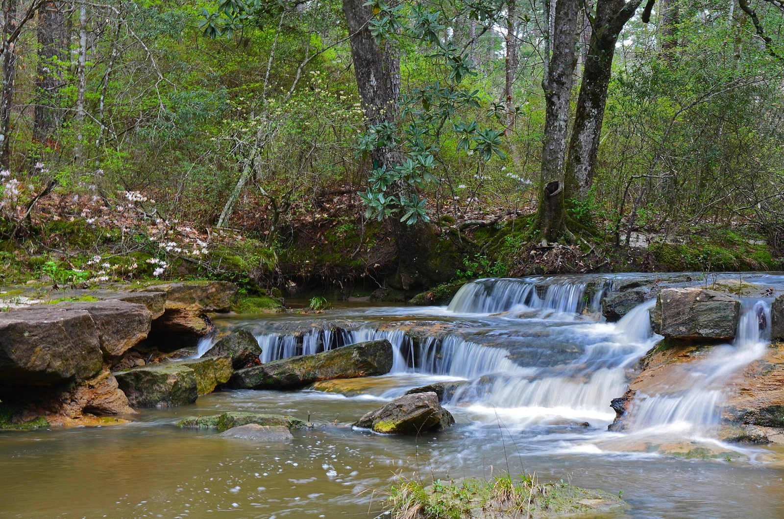 Louisiana landscape